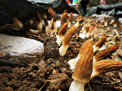 深山新产业 石阡鸳鸯湖村羊肚菌试种丰收，科技助农开辟多元致富路