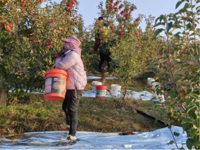 赤峰宁城苹果“甜蜜”上市 电子产品销售借力金秋消费季