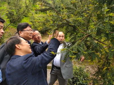 林下经济与电子销售 胡侠局长绍调研探索产业融合新路径