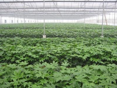 常夏石竹种子市场动态 价格、厂家与采购指南