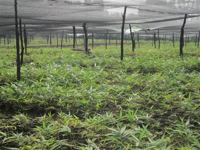 桂林林业苗木基地云南办事处 跨界布局下的电子产品销售新探索