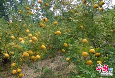 贵州六盘水刺梨种植超百万亩 建成全国最大刺梨加工厂