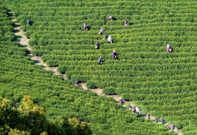 春茶与科技 宜兴阳羡春茶开采与电子产品销售的双重节奏