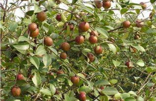 桂林品牌跨界融合 石斛、油茶、刺梨、竹林携手电子产品销售猛虎下山